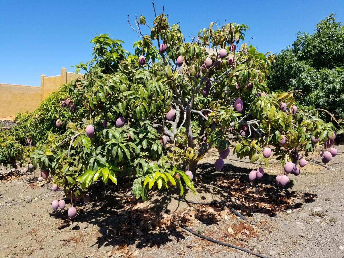 Mangos Mar C Lejlighed Puerto De Naos Eksteriør billede